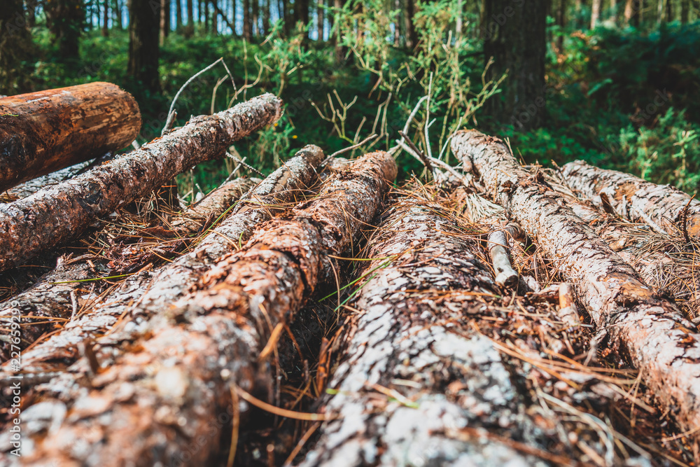 Freshly cut logs stacked in the woods Freshly cut logs stacked in the woods