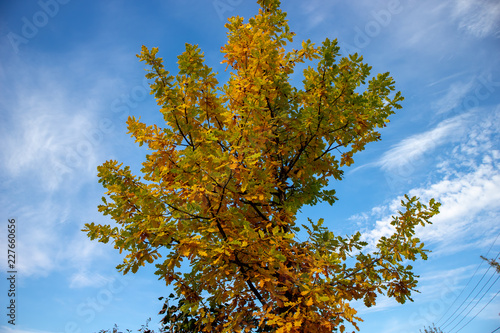 yellow tree in autumn