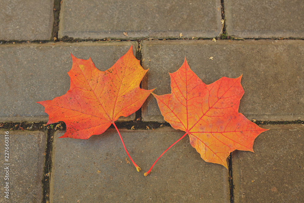 two maple leaves lie next to each other on the road two maple leaves lie next to each other on the road