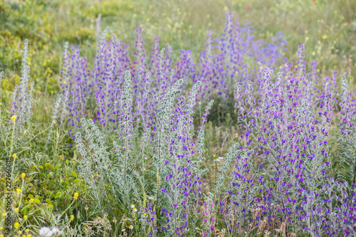 Fototapeta Naklejka Na Ścianę i Meble -  Campo de lavanda