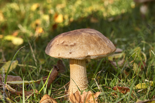 Mushroom in home garden