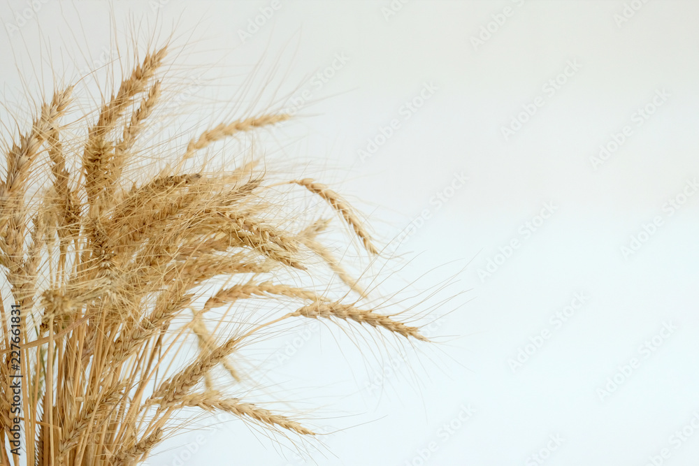 Just a Dense wheat on the left frame. Just a Dense wheat on the left frame.