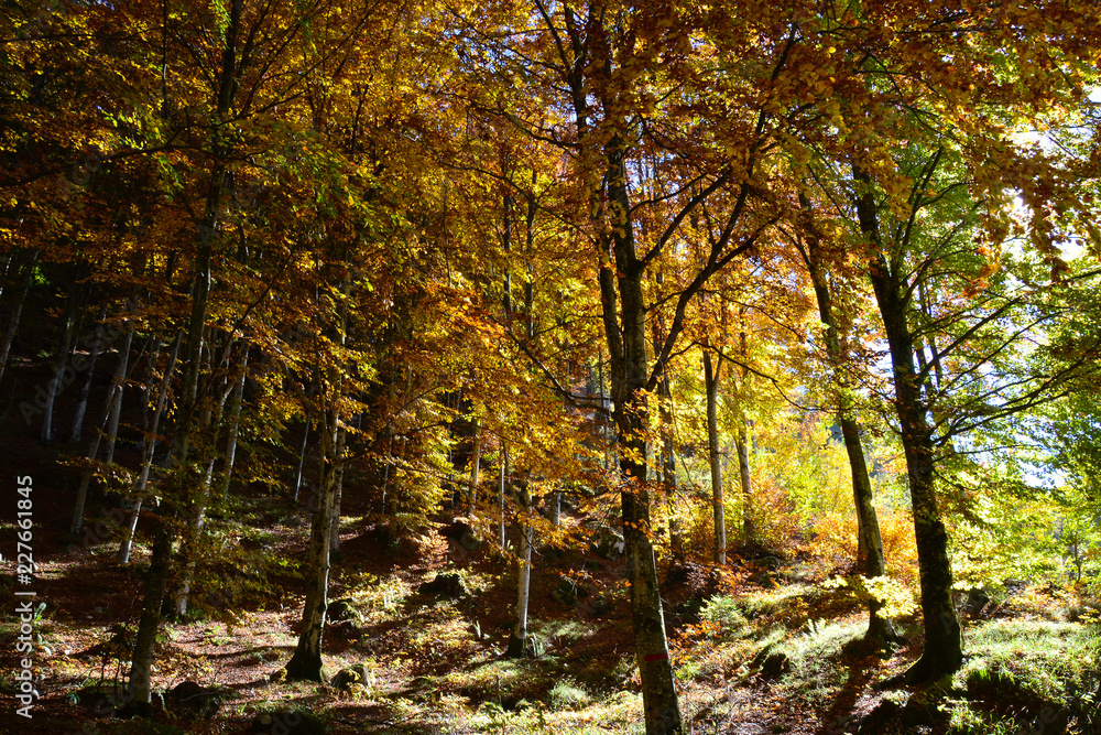 Obraz premium sunset on the autumn forest