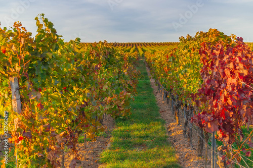 Weinreben im Herbst, Rheinhessen, Deutschland