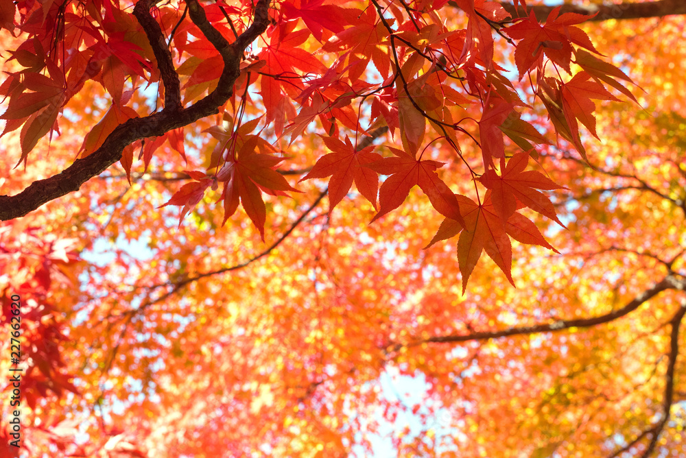 Autumn Japanese Maple Tree Background 紅葉したもみじの背景 Stock Photo Adobe Stock