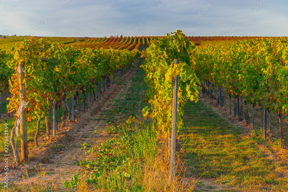 Fototapeta premium weinreben im herbst