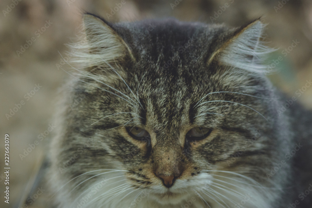 sad cat portrait sad cat portrait