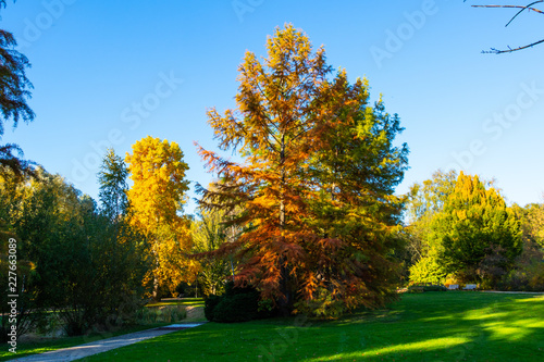 Bäume und Sträucher mit bunten Blättern im Herbst