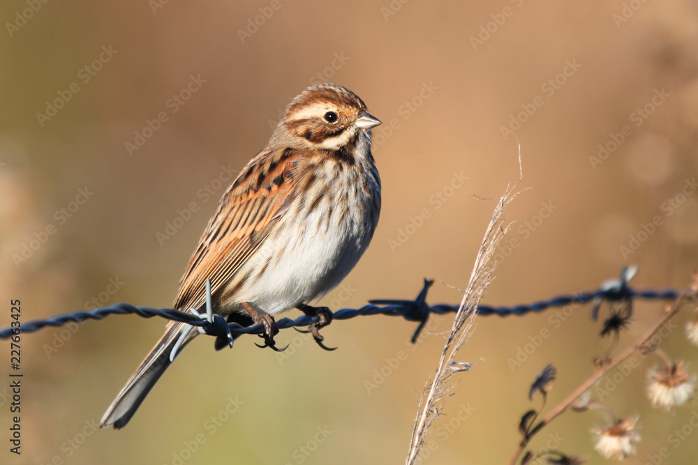 Fototapeta premium Escrevedeira dos caniços pousada numa cerca