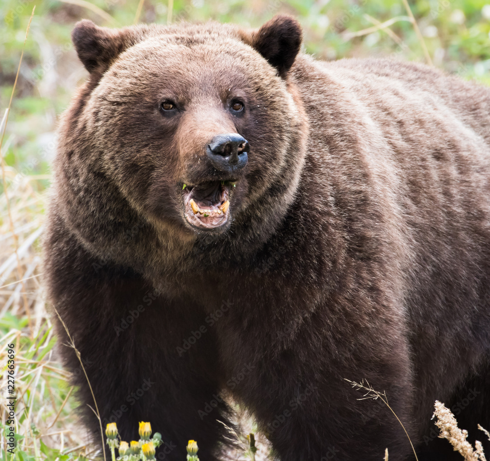 Fototapeta premium Grizzly bear