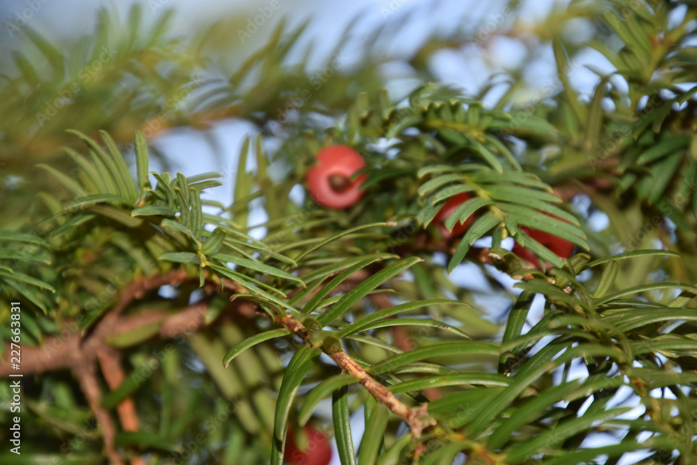 taxus baccata tree with spirally arranged mature red cones, european yew in autumn