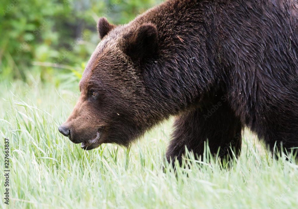 Grizzly bear Grizzly bear