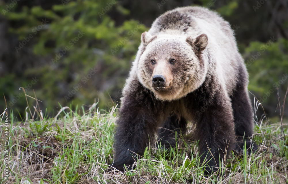 Fototapeta premium Grizzly bear