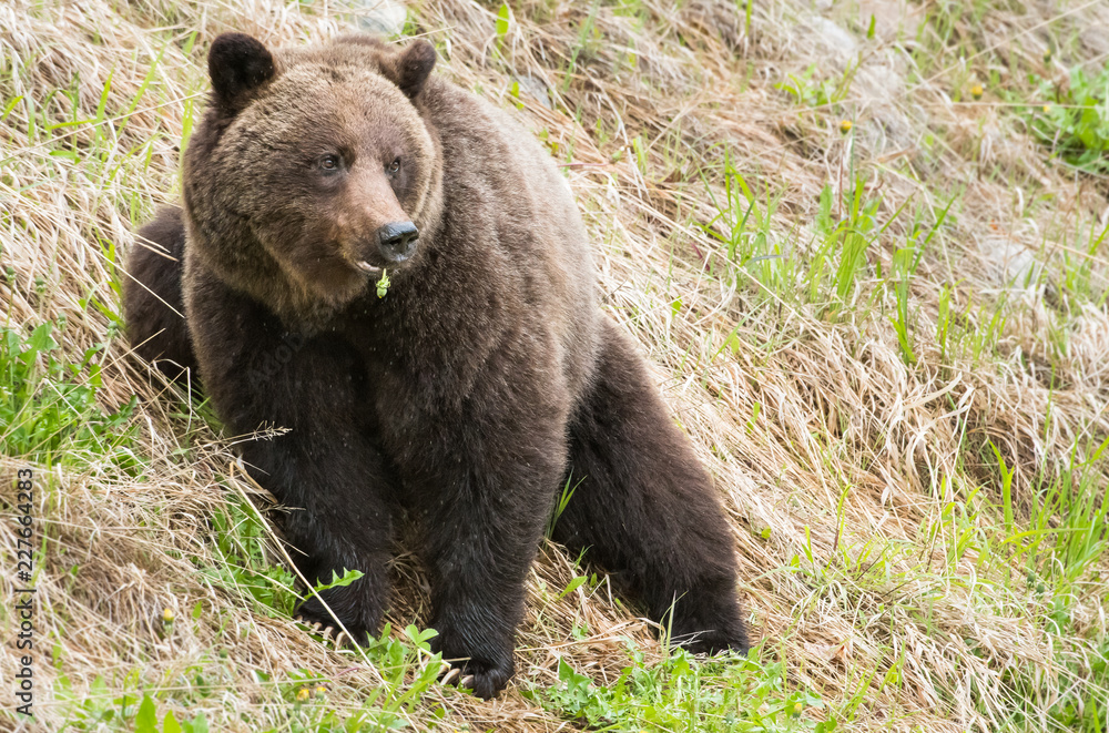 Grizzly bear