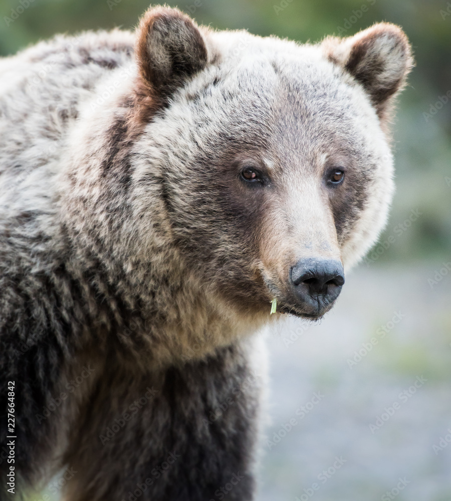 Fototapeta premium Grizzly bear