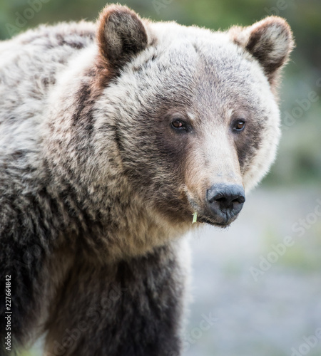 Grizzly bear