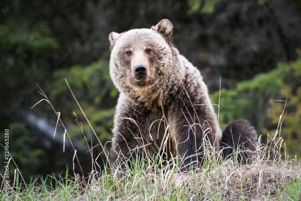 Obraz premium Grizzly bear