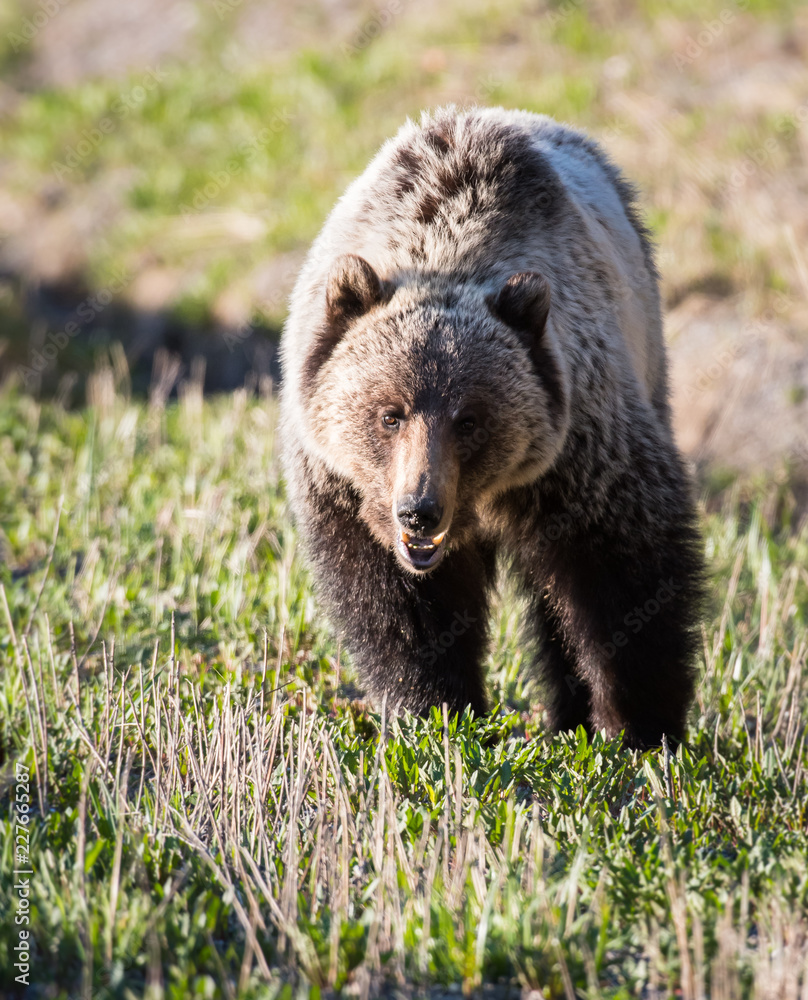 Grizzly bear