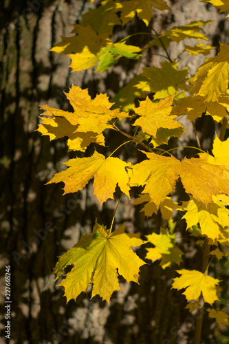  Yellow maple leaves on the background of an old tree on a clear sunny day