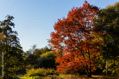Bäume und Sträucher mit bunten Blättern im Herbst