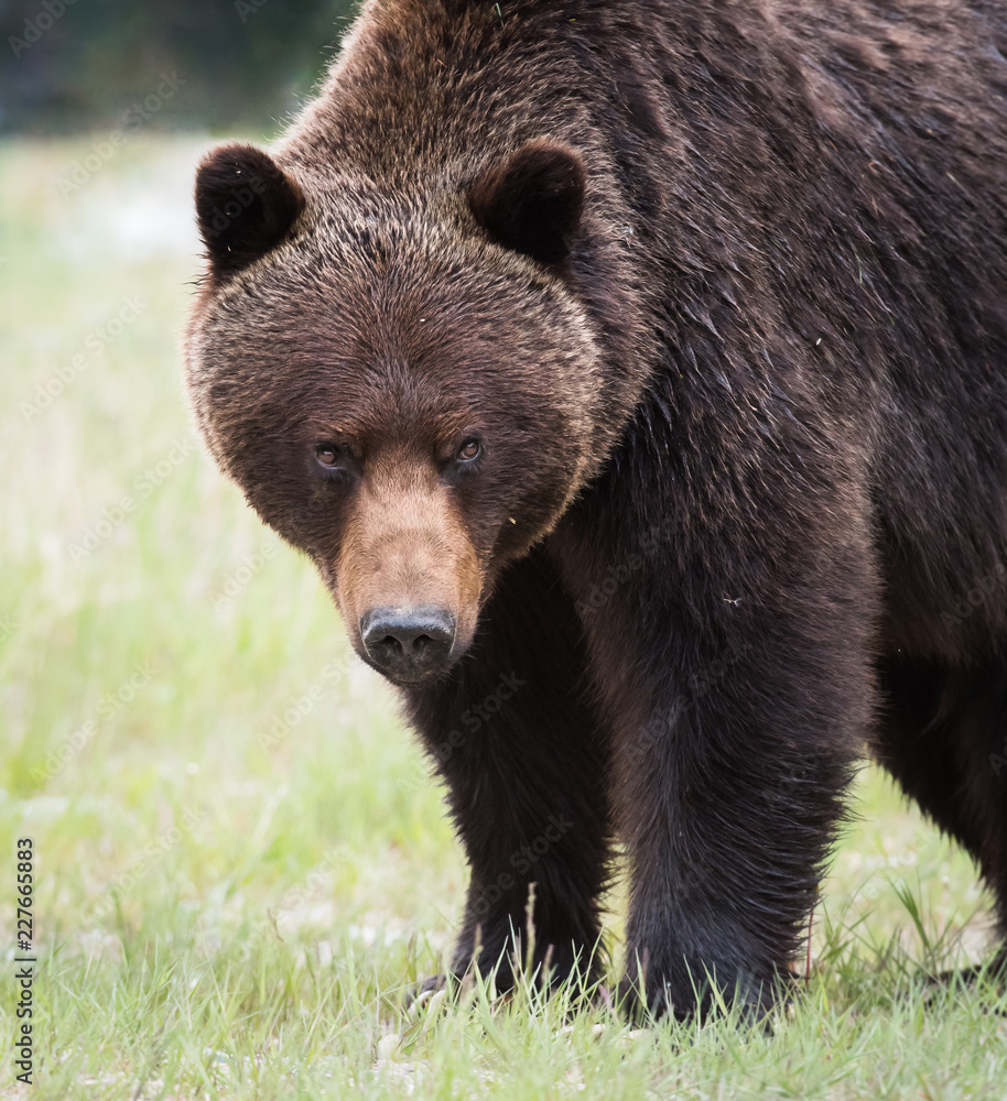 Grizzly bear Grizzly bear