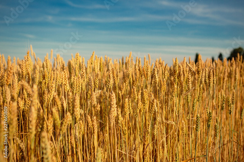 Concept of rich wheat harvest
