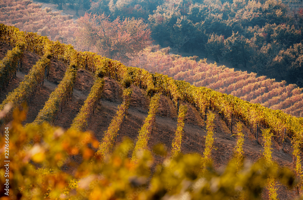 Fototapeta premium Langhe, Piedmont, Italy. Autumn landscape with vineyards and hills 