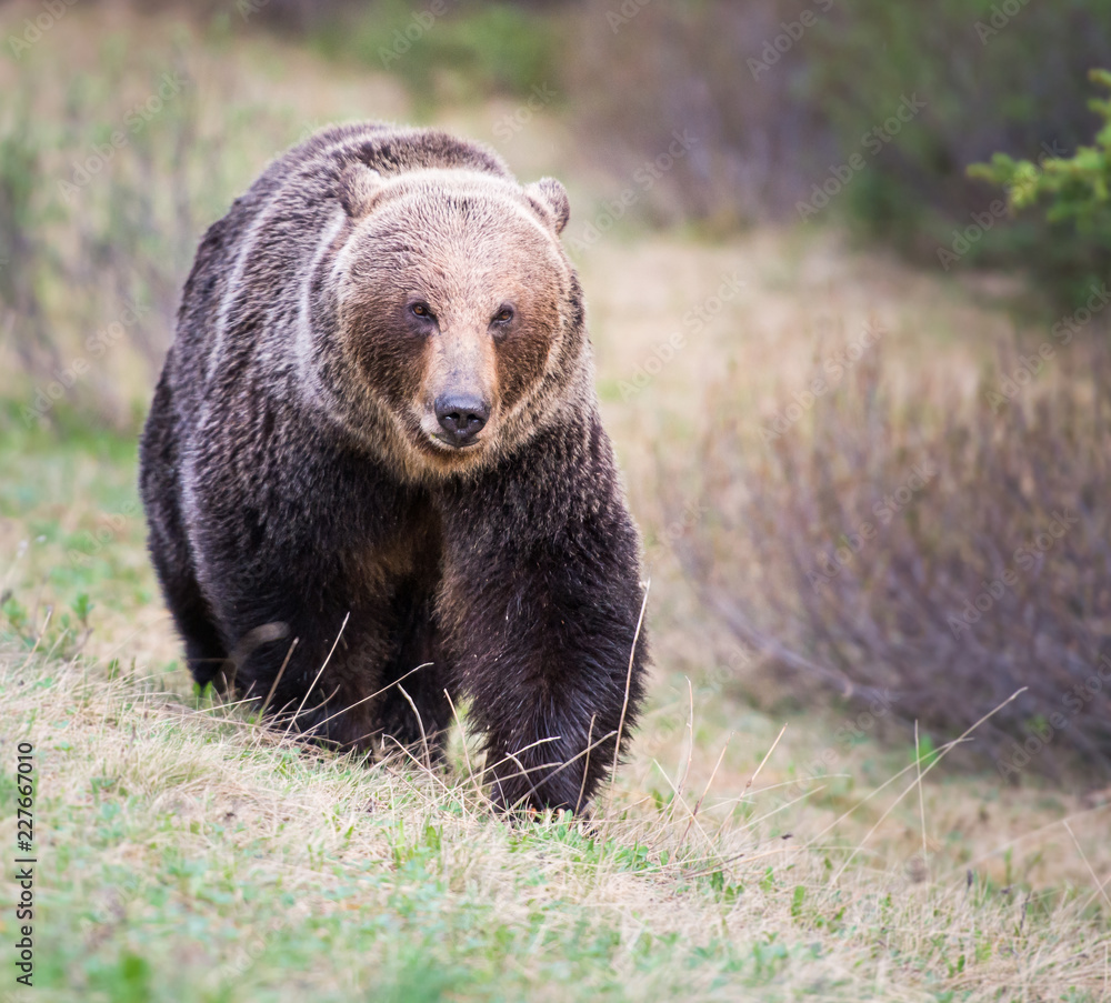 Fototapeta premium Grizzly bear