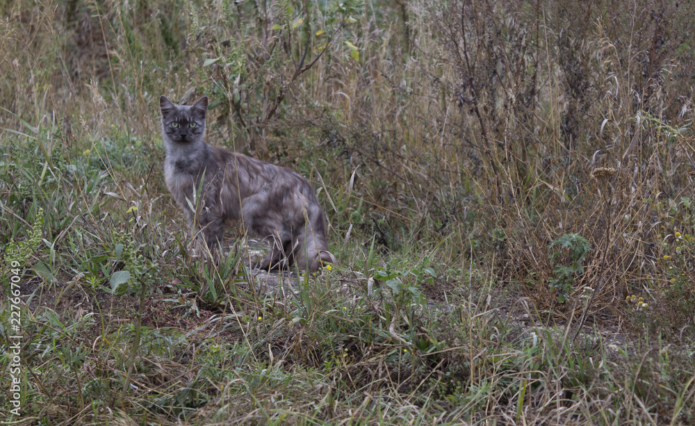 cat in the grass