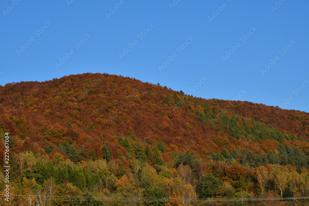 view of colorful trees and leaves in autumn