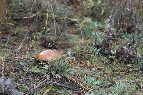 mushroom in the forest © Юрий Погодин