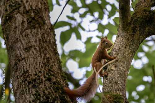 Eichhörnchen © Marlon Bönisch