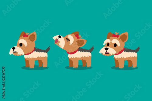 Set of vector cartoon character cute yorkshire terrier dog poses for design.