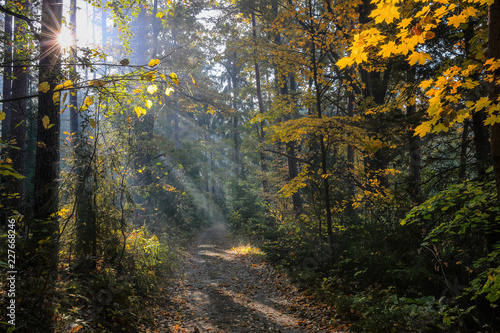 Fototapeta Naklejka Na Ścianę i Meble -  jesień w lesie Warmii