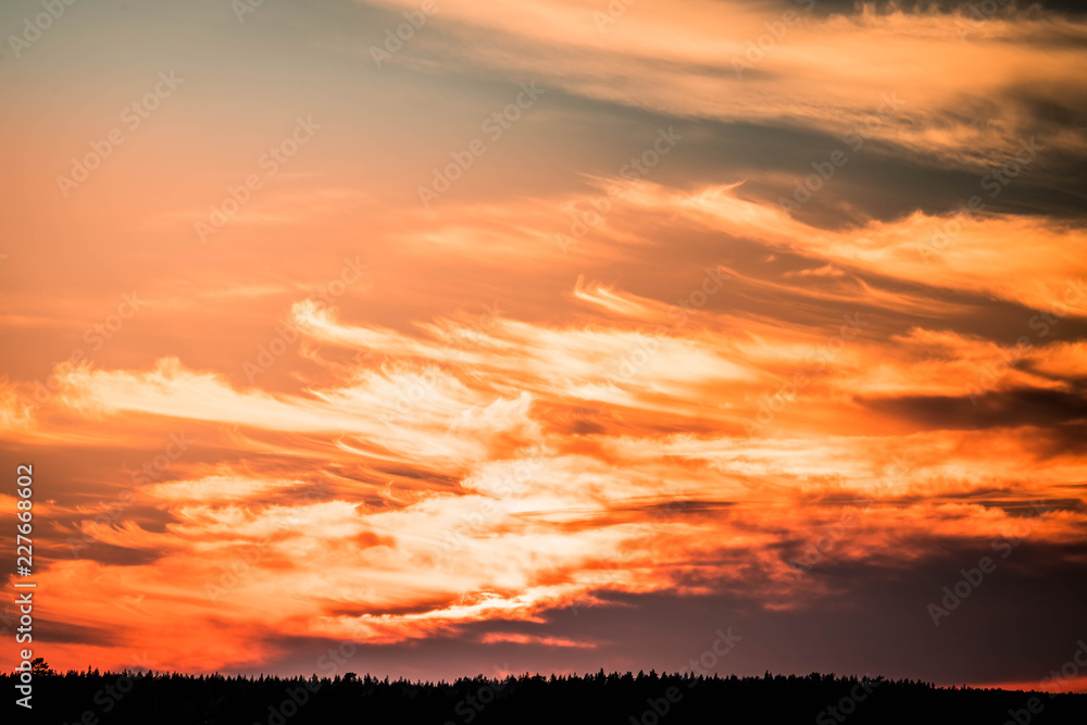 bright red orange dramatic sunset with plumose clouds over foggy pine forest in scandinavia