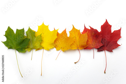 A number of colorful autumn leaves on white background