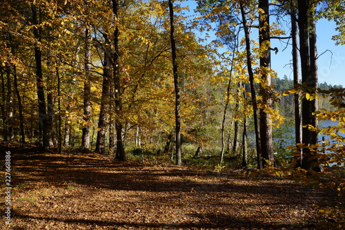 Jesień ,jesień w lesie ,las jesienią 