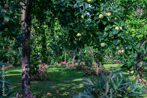 Fototapeta Naklejka Na Ścianę i Meble -  Apple orchard with flowers.