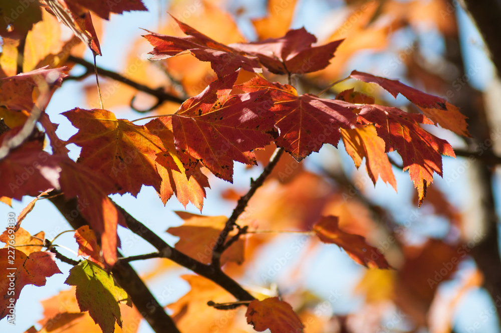 closeup of ray of light in autumnal maple leaves closeup of ray of light in autumnal maple leaves