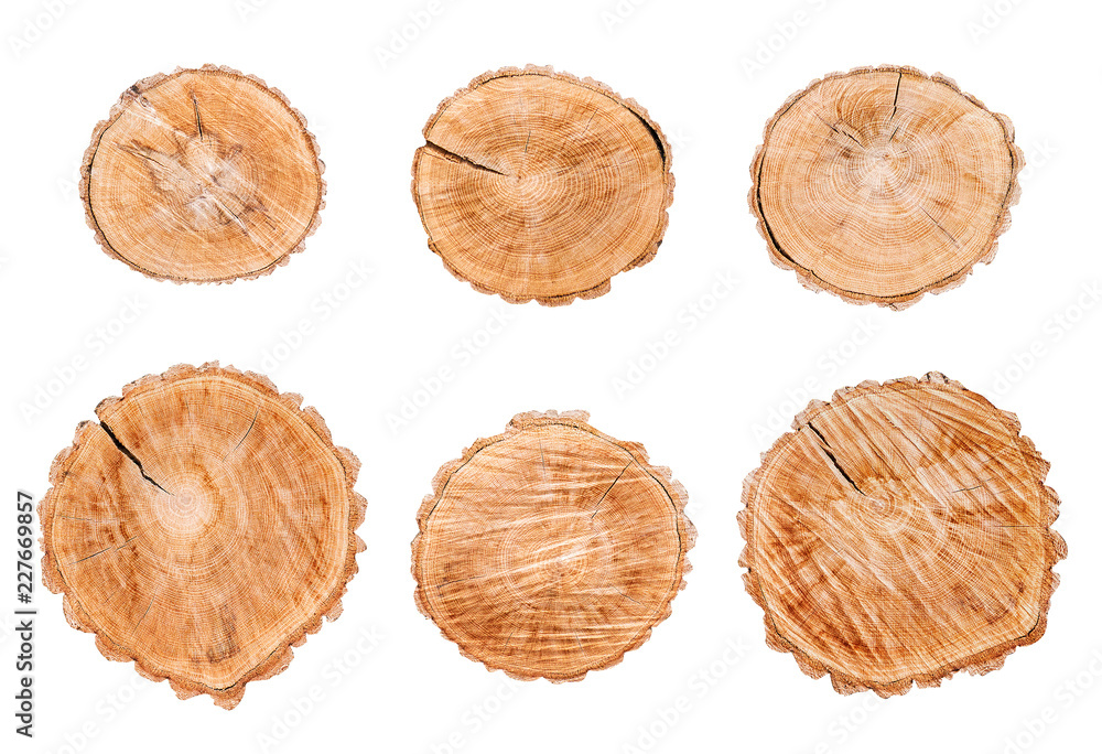 Wood logs set isolated on white background Wood logs set isolated on white background