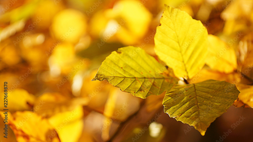 Herbstlaub Herbstlaub