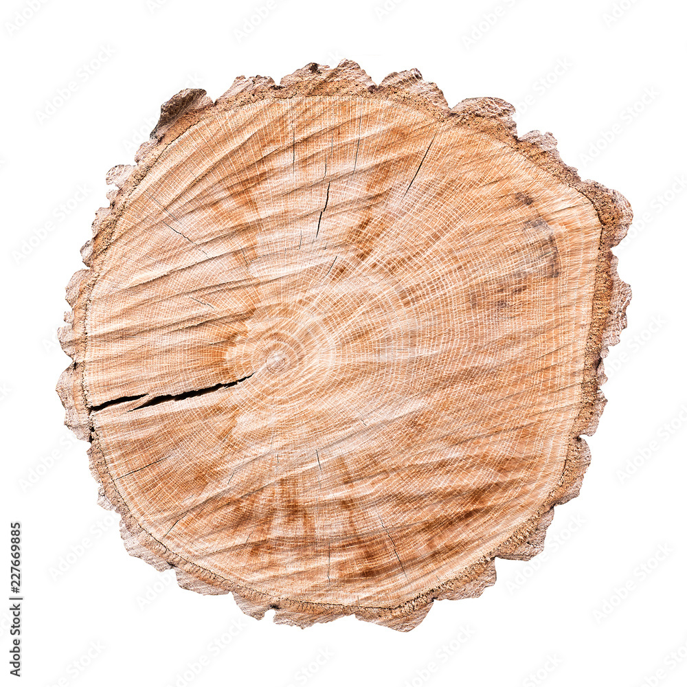 Cross section of tree trunk isolated on white background Cross section of tree trunk isolated on white background