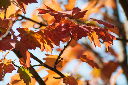 closeup of ray of light in autumnal maple leaves