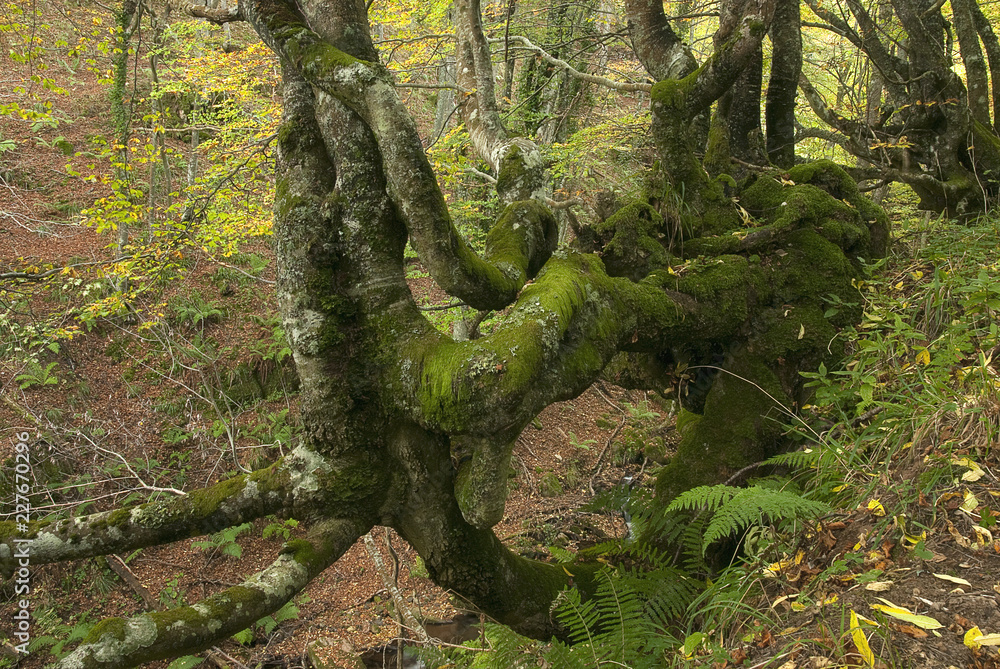 Fototapeta premium Autumn landscape, natural park Ubiñas la mesa, Asturias, Spain