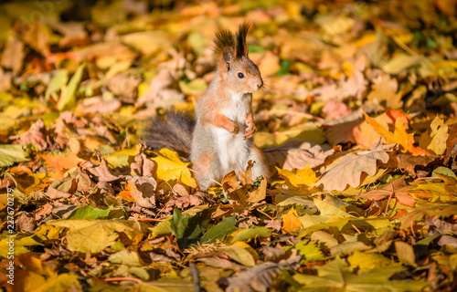 Squirrel sitting in the autumn park.