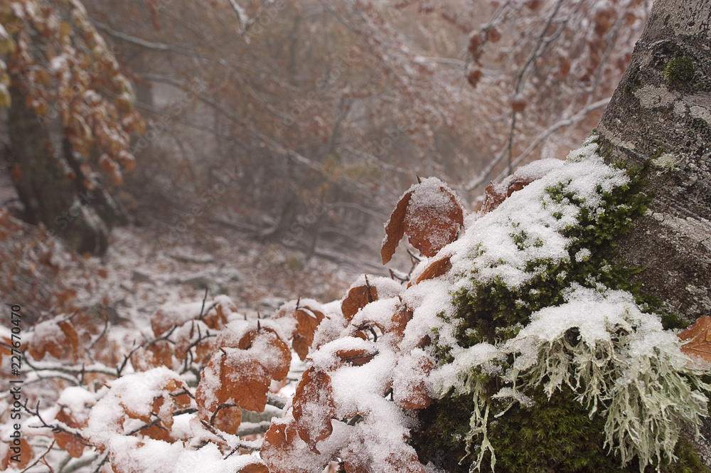 Obraz premium Beech leaves and trunk in snow, colors, autumn