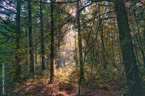 Sonnenstrahlen im Wald © Daniel