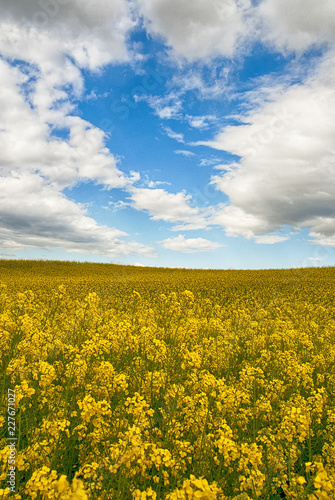 Landscape of yellow flowers, blue sky and clouds