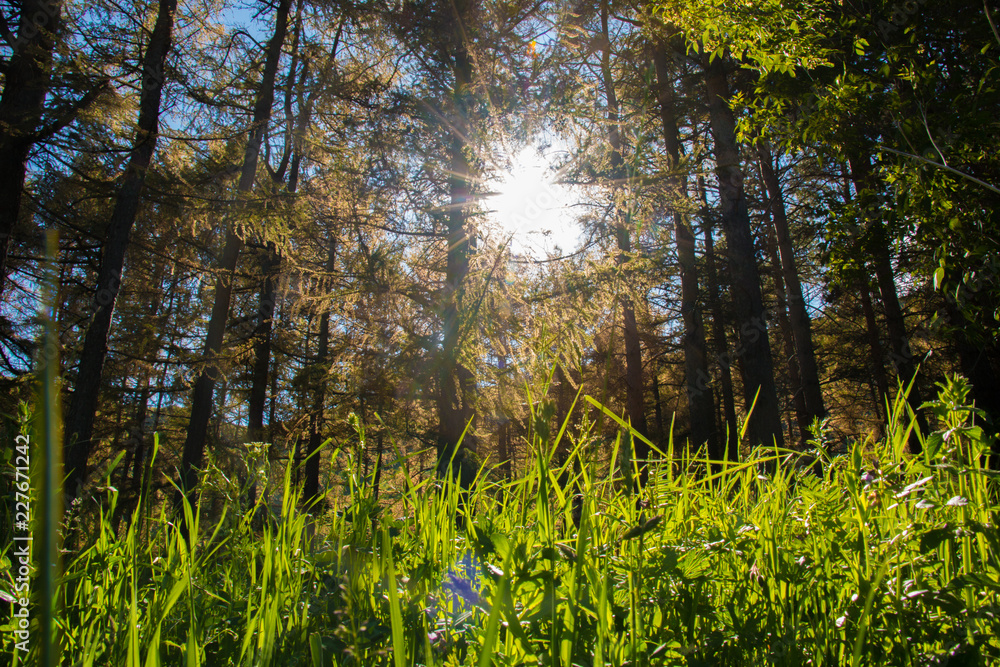 Fototapeta premium Sun in the forest