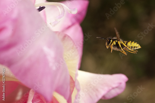 wasp flying looking for food, Vespula vulgaris photo